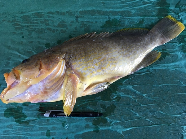 アオハタ キハタ 八面六臂