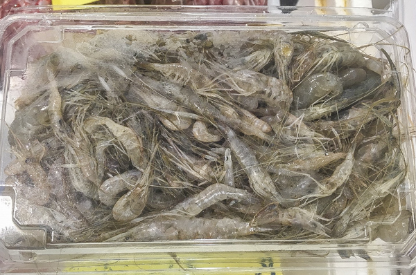 芝エビ 八面六臂