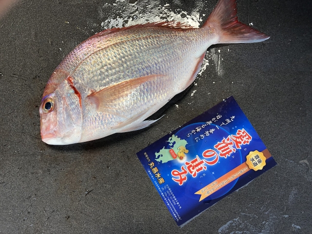 チダイ チコダイ 八面六臂