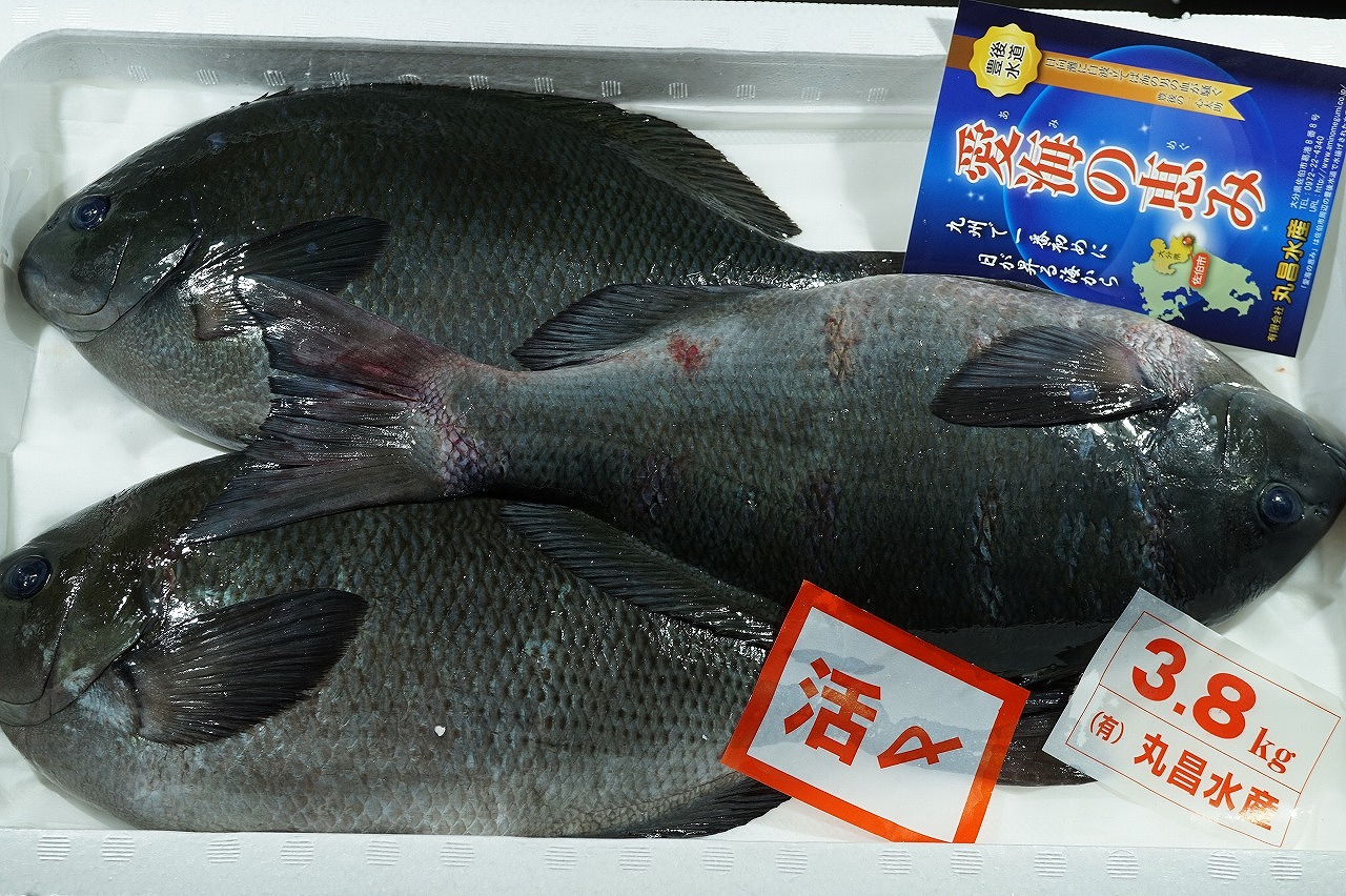 クロメジナ 八面六臂