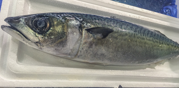 マサバ 八面六臂