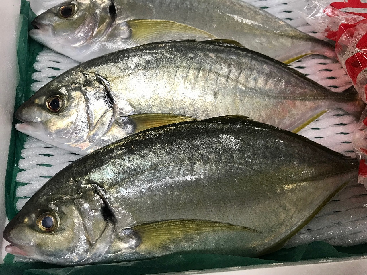 シマアジ 八面六臂