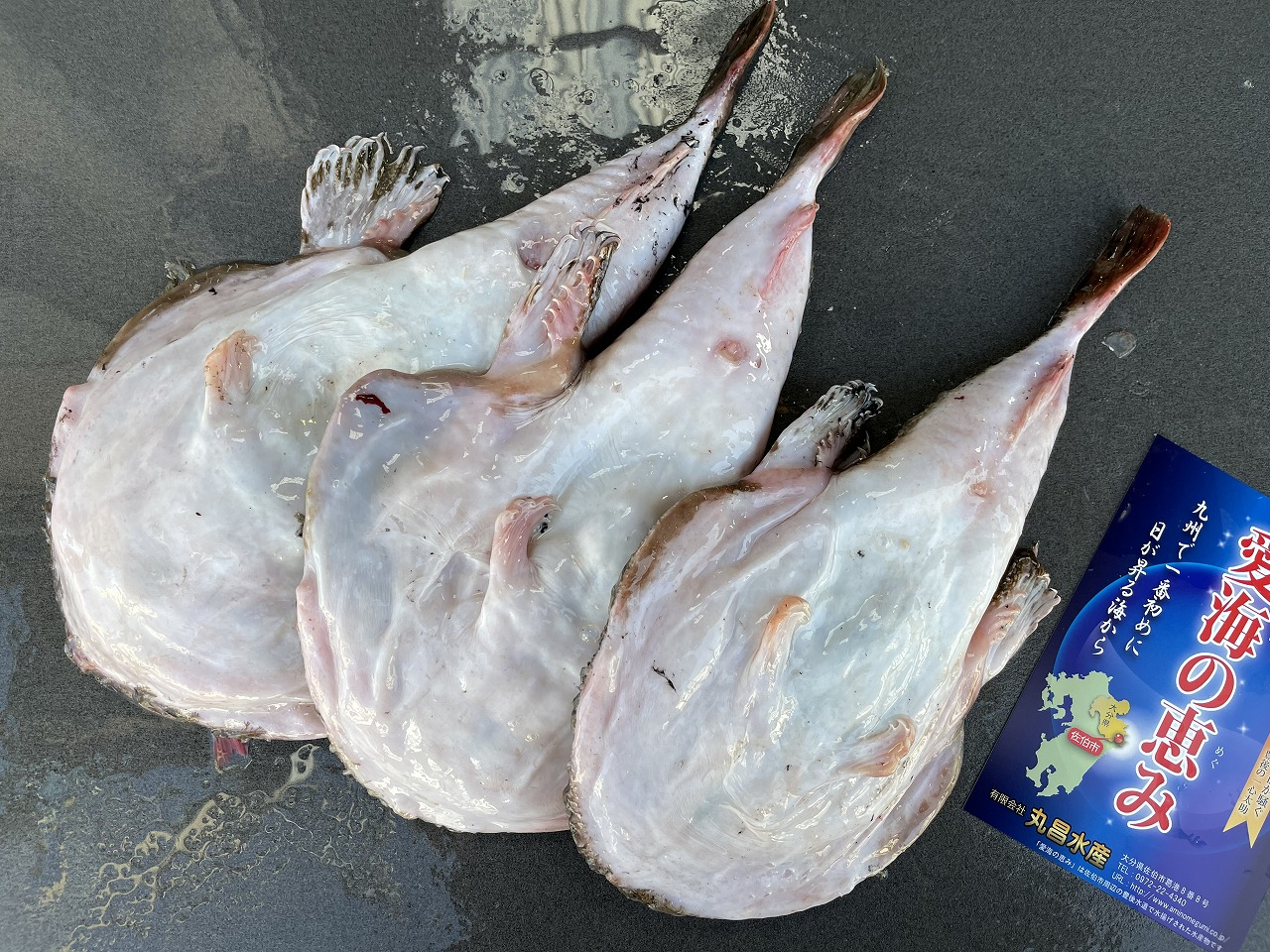 アンコウ 八面六臂