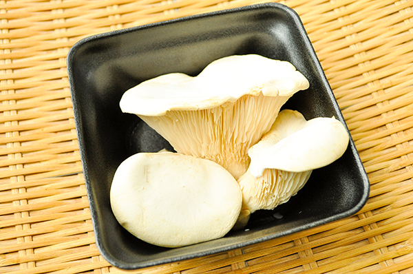 白霊茸 八面六臂