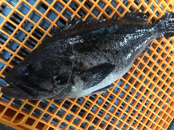 魚の身に黒い粒が多数付着しているのですが これは何ですか 八面六臂