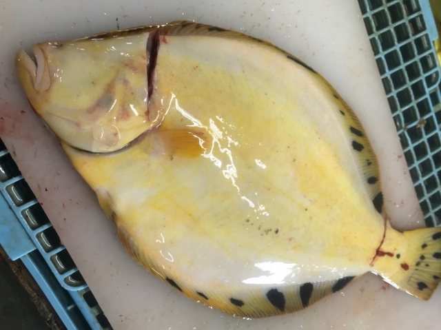 活〆マツカワガレイ 日高 八面六臂