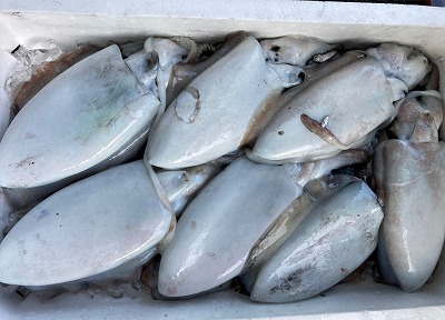 カミナリイカ モンゴウイカ 八面六臂