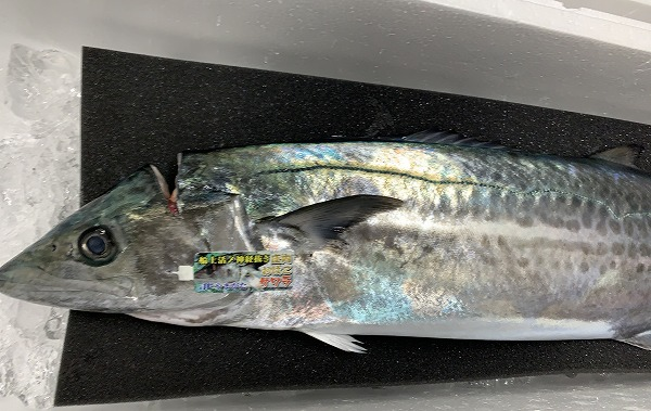 サワラ 八面六臂