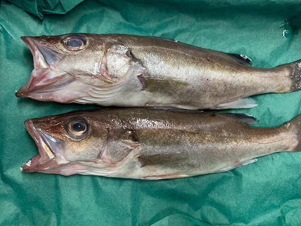 アラ ホタ 八面六臂