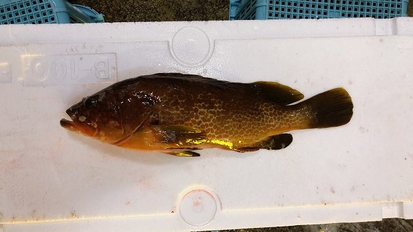 キジハタ 八面六臂