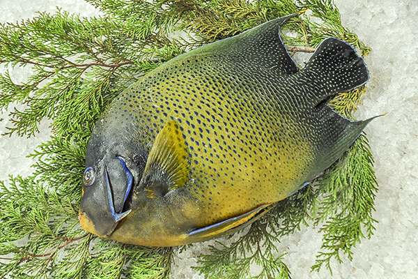 サザナミヤッコ 巻網 八面六臂