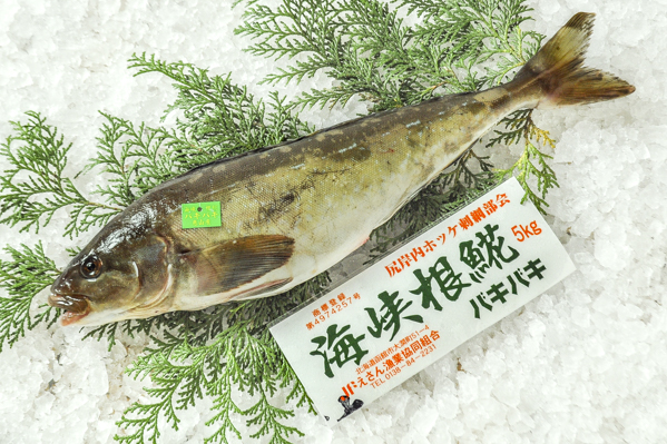 ホッケ 八面六臂