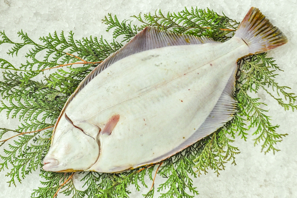 イシガレイ 釣物 八面六臂