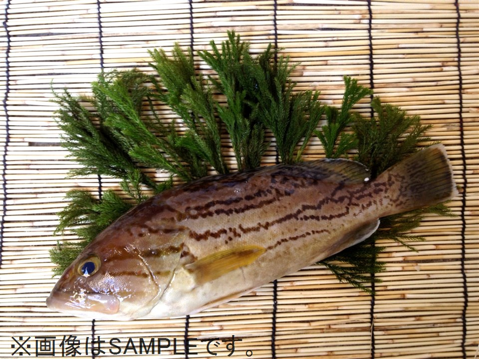 ホウキハタ 釣物 八面六臂