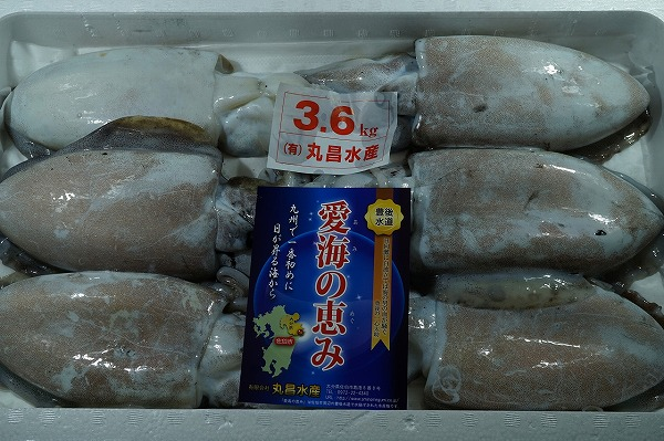 カミナリイカ モンゴウイカ 八面六臂