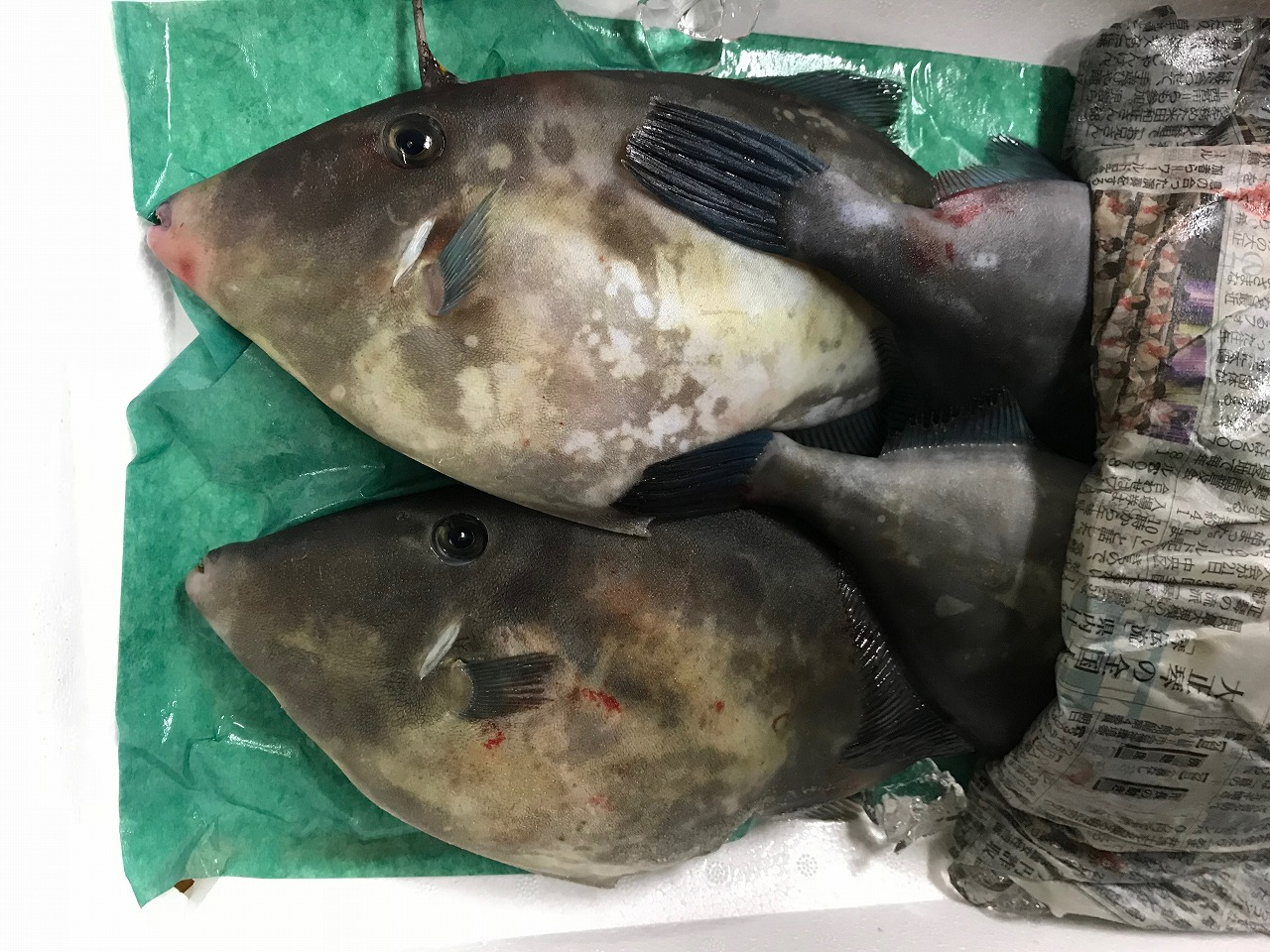 ウマヅラハギ 八面六臂