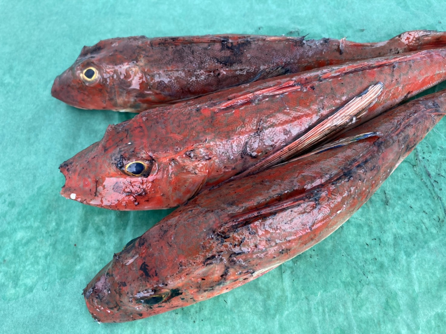 ホウボウ 八面六臂