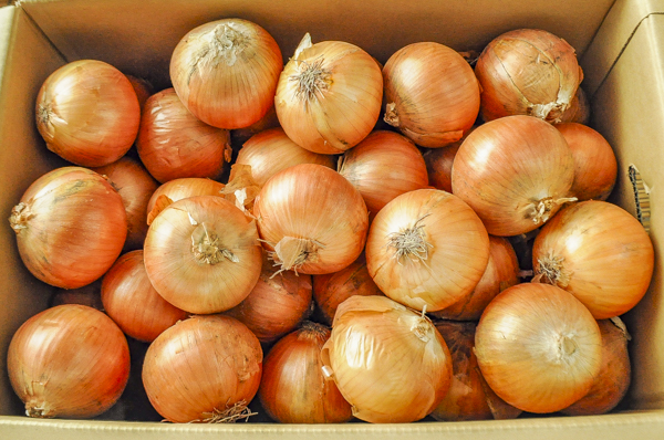 タマネギ 八面六臂