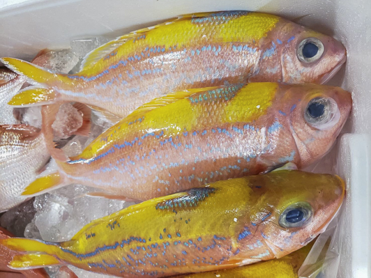 アブラボウズ 八面六臂