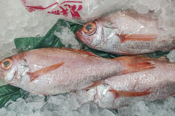 アカムツ 八面六臂