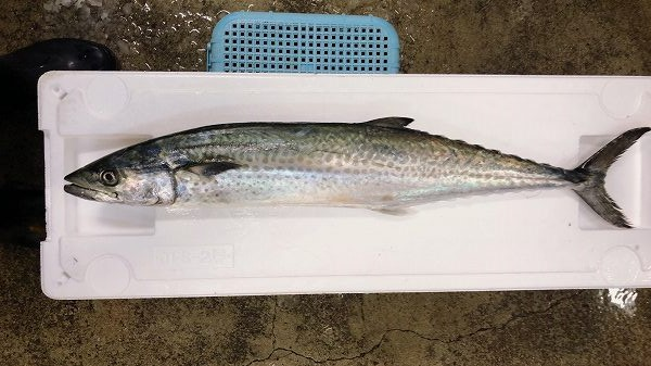 サワラ 八面六臂