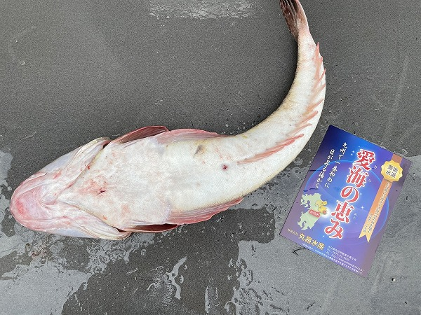 マゴチ 底曳網 八面六臂