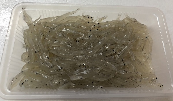 シラウオ 八面六臂