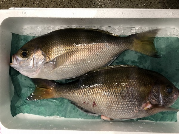 アオダイ 八面六臂