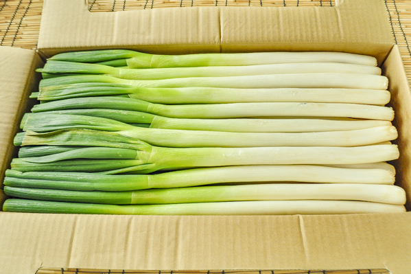 長ねぎ L 八面六臂