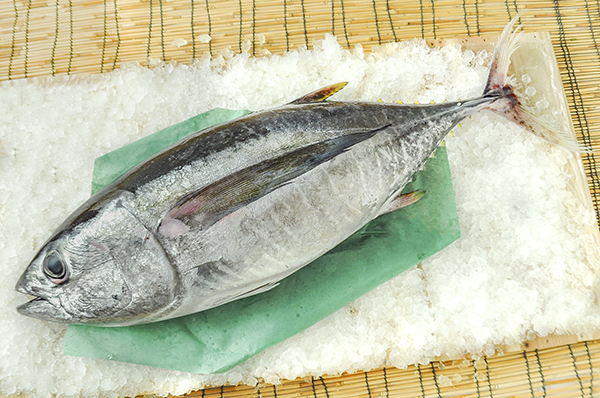 ダルママグロ 釣物 八面六臂