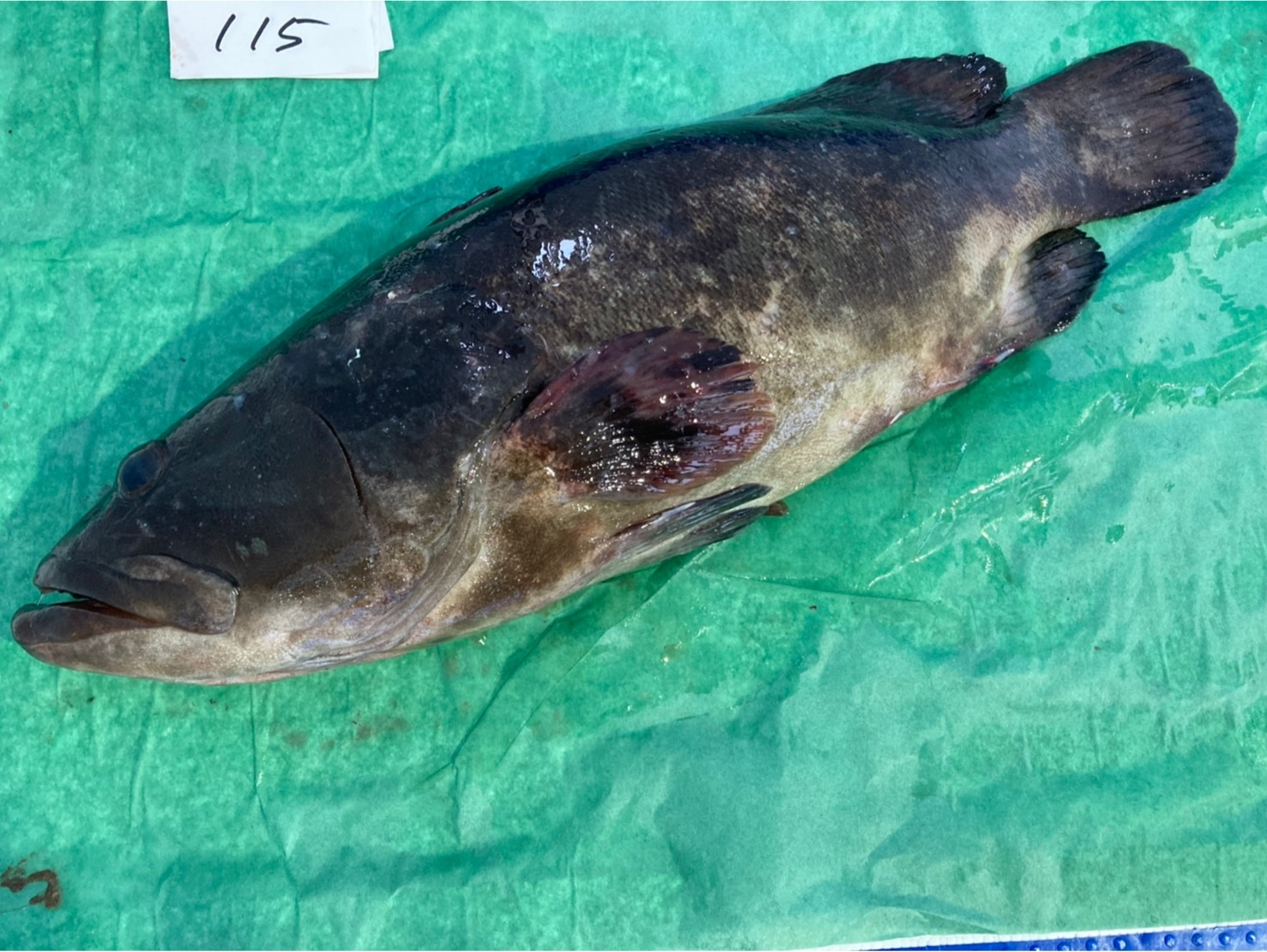 クエタマ 八面六臂