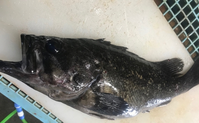 魚の身に黒い粒が多数付着しているのですが これは何ですか 八面六臂