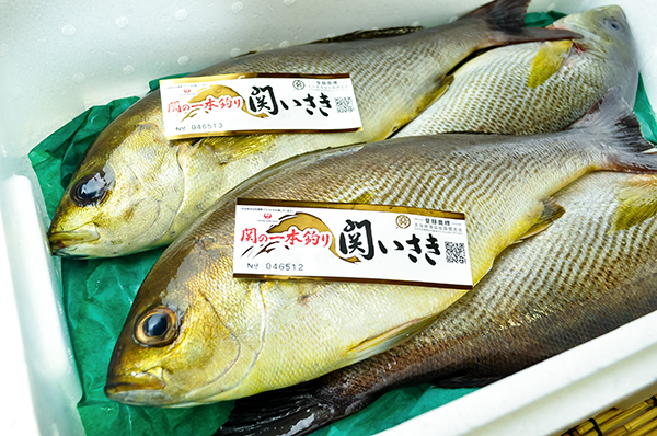 25 いさき 刺身 味 イサキ 刺身 味 Irasujozujum