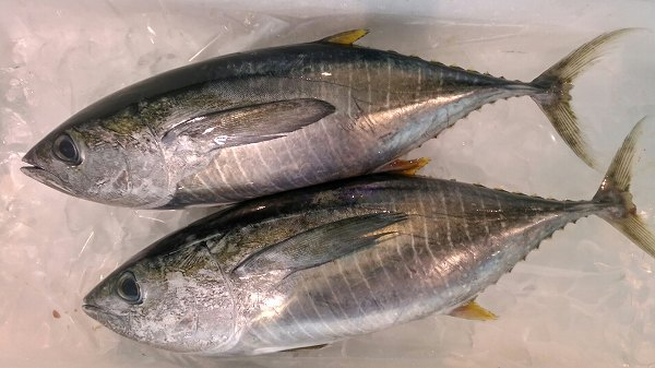 ビンチョウマグロ 定置網 八面六臂