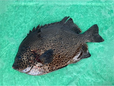 養殖イシガキダイ 八面六臂