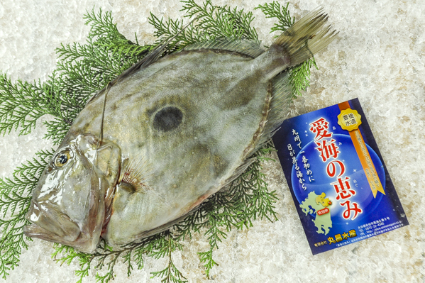 マトウダイ 八面六臂