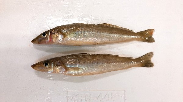 シロギス 八面六臂