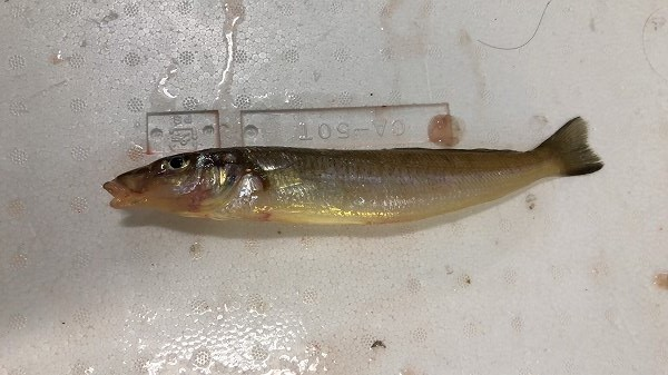 シロギス 八面六臂