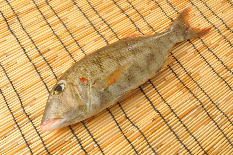 ムネアカクチビ 定置網 八面六臂