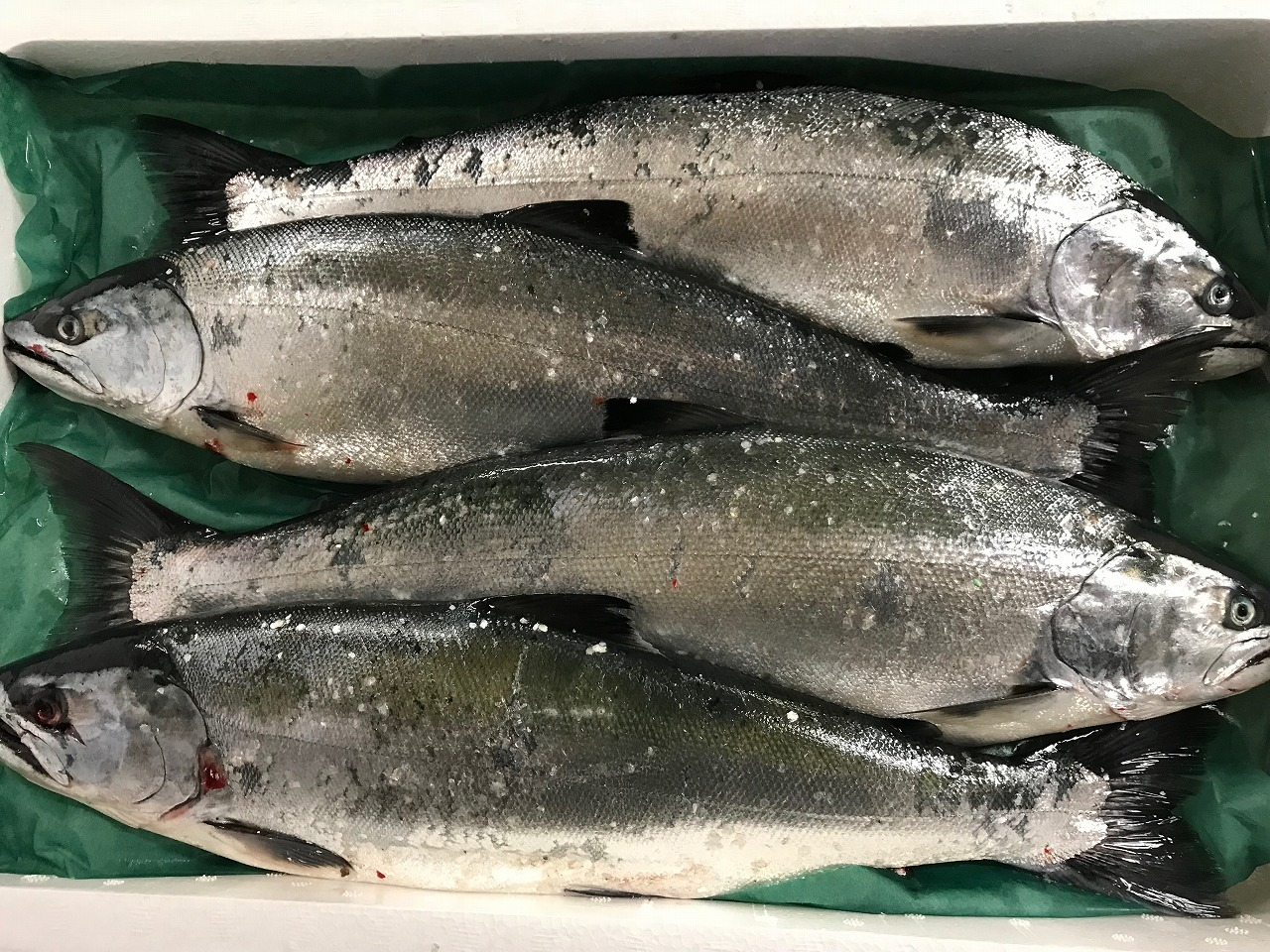 本マス サクラマス 釣物 八面六臂