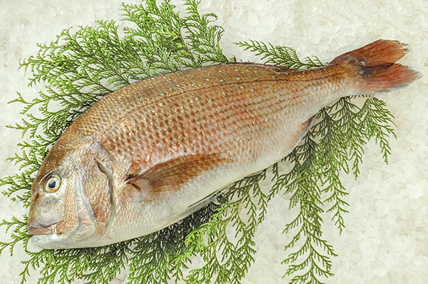 晴れ舞鯛 八面六臂