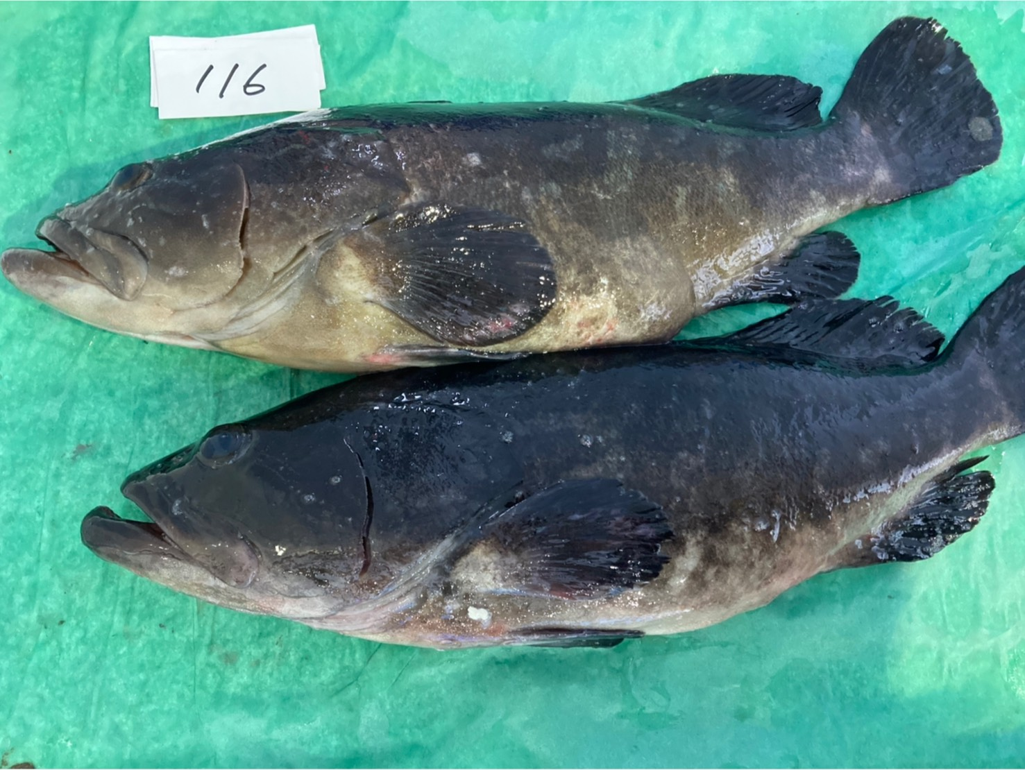 クエタマ 八面六臂