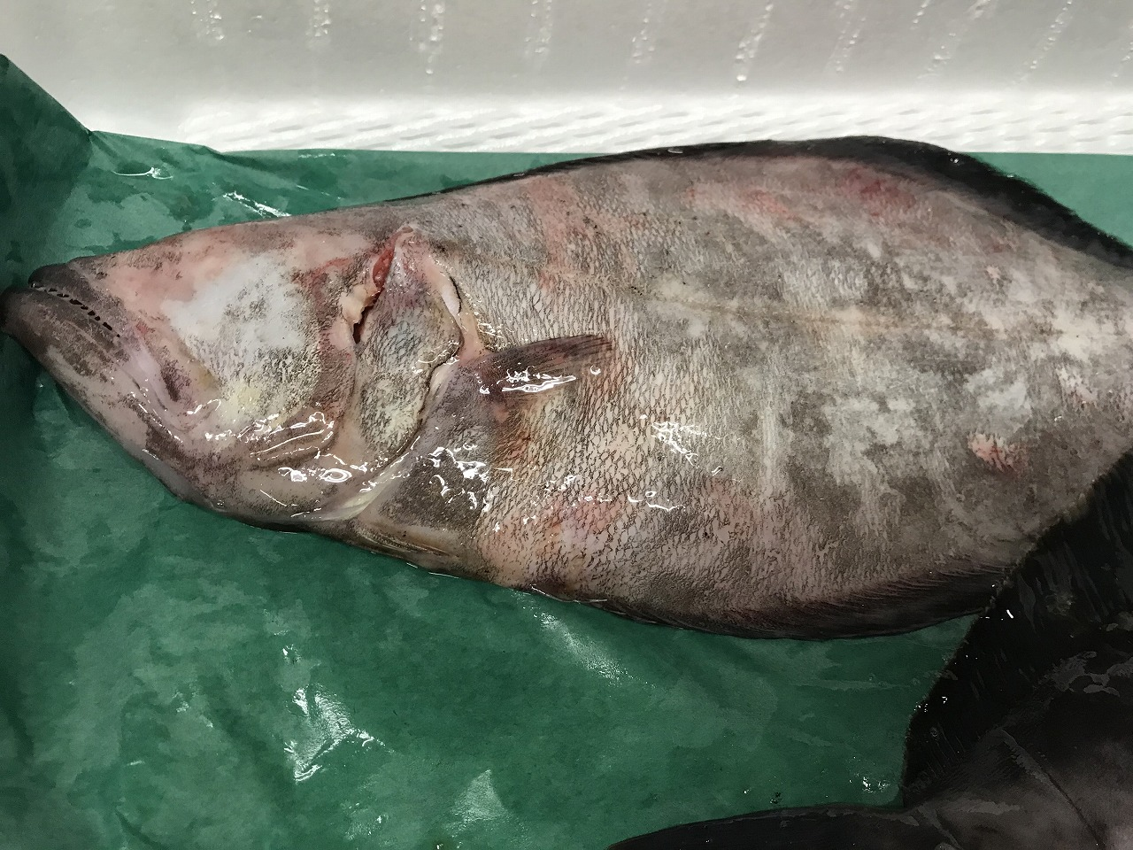 アブラガレイ 釣物 八面六臂