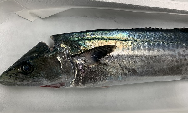 サワラ 八面六臂