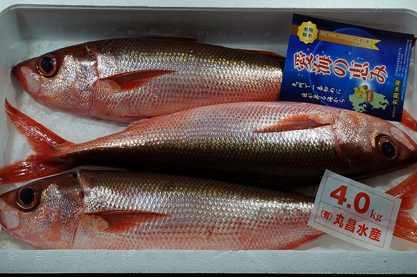 ハチビキ 釣物 八面六臂