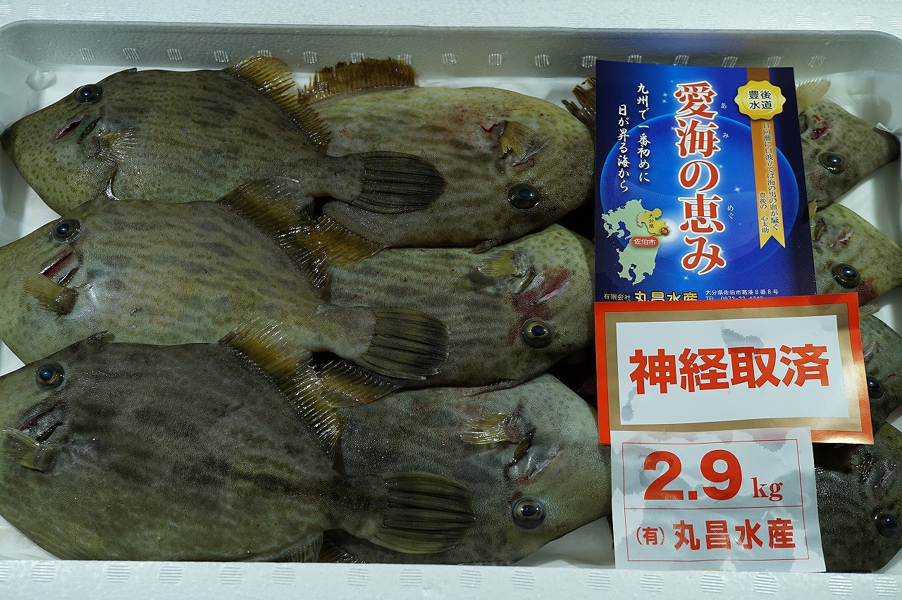 カワハギ 八面六臂