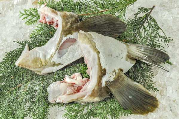 活〆天然釣クエ 福岡 八面六臂