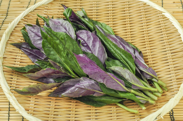 金時草 八面六臂