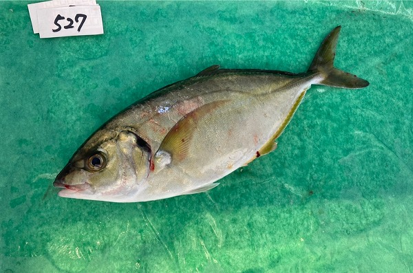 シマアジ 釣物 養殖逃げ 八面六臂