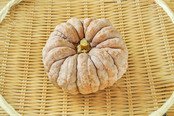 内藤かぼちゃ 八面六臂